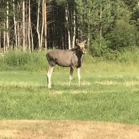 福鲁里露营旅馆 3*